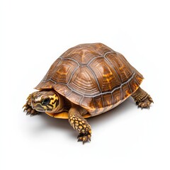 Obraz premium Close-Up of a Beautiful Brown and Yellow Tortoise Crawling on a White Background