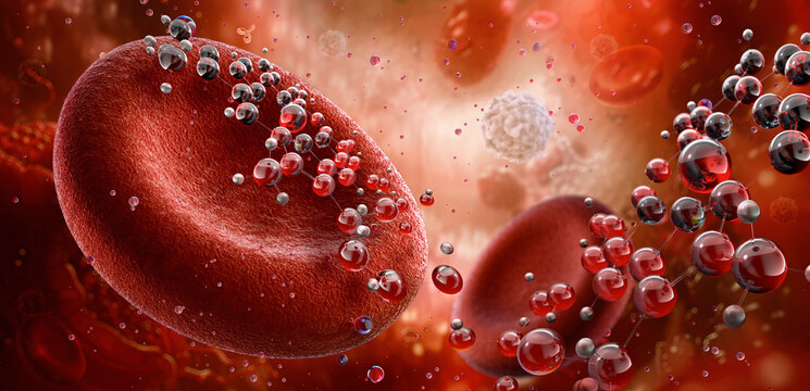 Erythrocyte 3D illustration. Red blood cells transport oxygen throughout the bloodstream, with hemoglobin within each cell binding to o2 molecules. Oxygen delivery to tissues, carbon dioxide removal