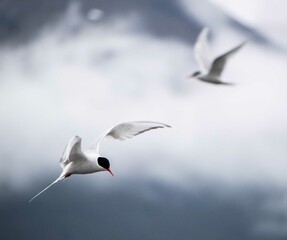 austral bird
