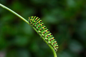 Swallowtail caterpillar on fresh green dill