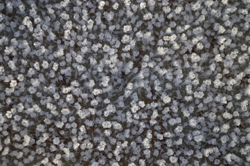 Close-up view of frost crystals formed on a surface, creating a detailed texture.