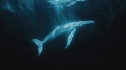 Fototapeta premium Majestic blue whale gliding effortlessly underwater in serene motion showcasing the beauty of marine life and ocean tranquility