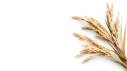 Fototapeta premium Golden Rice Harvest: A delicate arrangement of ripe rice stalks, showcasing their golden hues and intricate details, rests against a clean backdrop.