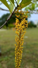 willow branch in spring