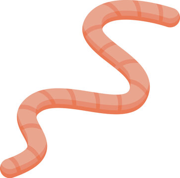 Pink earthworm crawling on white background, forming an s shape