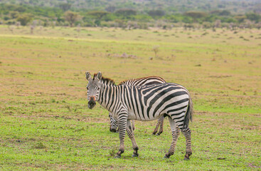 Zebra eating Grass, in Serengeti 