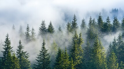 Obraz premium Misty forest landscape with tall trees surrounded by fog creating a serene atmosphere with ample copyspace for text or content.