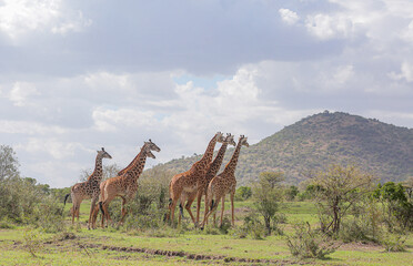 Giraffes beautifying the Serengeti Park, in Tanzania © Othman Michuzi