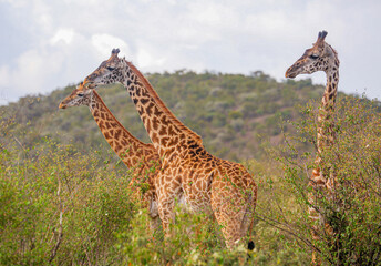 Giraffes beautifying the Serengeti Park, in Tanzania
