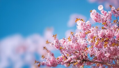 beautiful cherry blossom in springtime on blue sky background with space for text