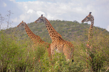 Giraffes beautifying the Serengeti Park, in Tanzania