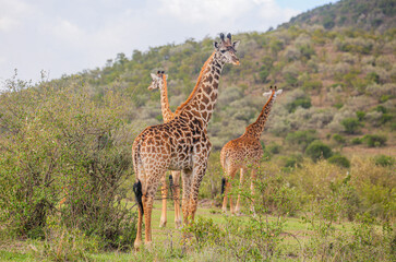 Giraffes beautifying the Serengeti Park, in Tanzania