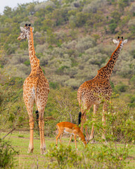 Giraffes beautifying the Serengeti Park, in Tanzania © Othman Michuzi