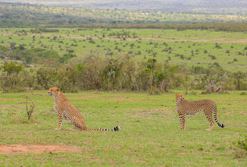 cheetah in Serengeti national park