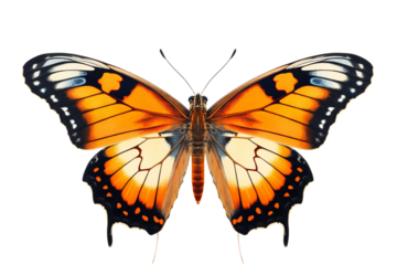 Delicate Butterfly in Resting Pose Isolated on White Cut-Out