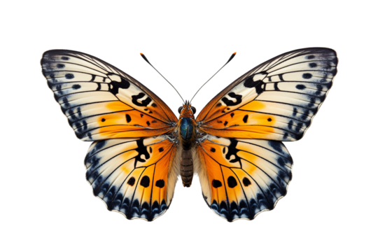 Delicate Butterfly in Resting Pose Isolated on White Cut-Out