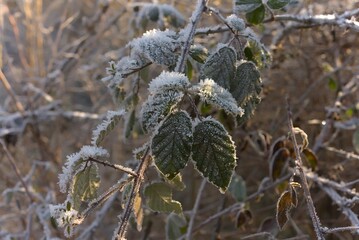 Bushes in winter with frost and ice crystals.