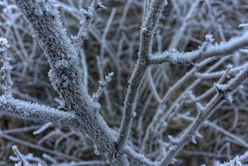 Bushes in winter with frost and ice crystals.