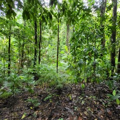 Fototapeta premium bamboo forest