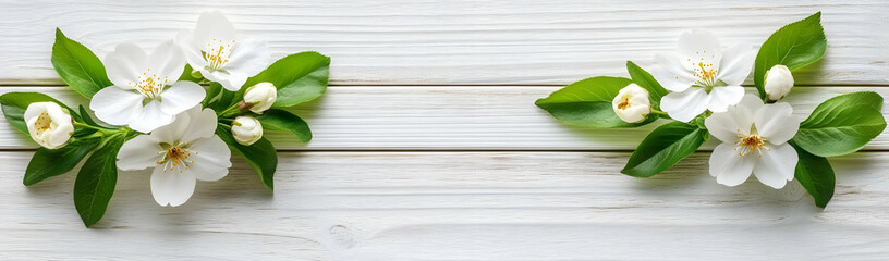 Obraz premium White blossoms on wood, spring banner