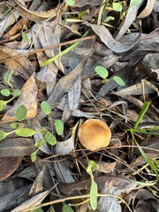 The mushroom Agrocybe praecox is known as spring fieldcap, spring agrocybe or early agrocybe. Brown spore-bearing mushrooms. Close-up. Family Strophariaceae (previously placed in the Bolbitiaceae).
