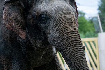 Naklejka premium Majestic elephant showcasing its features at the wildlife sanctuary