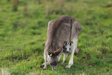 Obraz premium kangaroo with baby