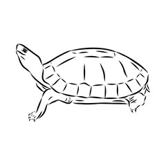 sea turtle, vector sketch