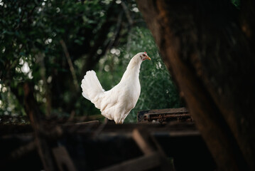 white chicken outdoors