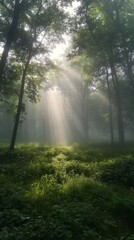 Fototapeta premium Sunbeams are filtering through the morning fog in a lush green forest, creating a magical atmosphere