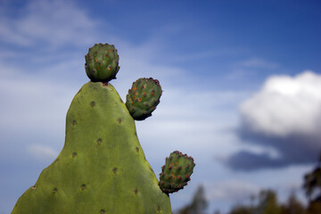 Close up of  three  prickly  pears on cactus blade  isolated against blue sky