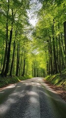 Obraz premium Peaceful road through lush green forest with sunlight filtering through leaves