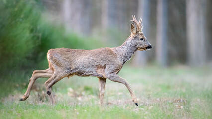 Roe deer buck walking in a clearing. Capreolus capreolus, Sologne, Loiret 45, région Centre-Val-de-Loire, France, European Union, Europe