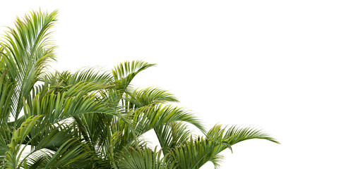 Naklejka premium Green palm leaves isolated on white