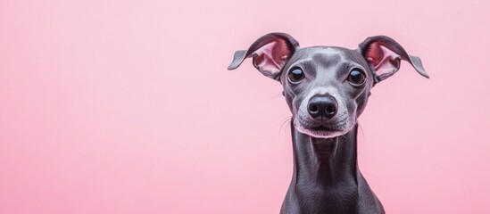 Elegant Italian Greyhound portrait on soft pink background with ample space for text or branding in marketing materials