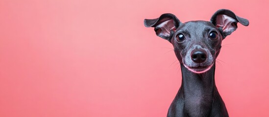 Sleek Italian Greyhound portrait on a vibrant pink background with ample empty space for text or branding purposes