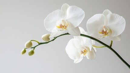 Elegant White Orchid Flowers with Buds on Minimalist Background