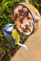Blaumeise an der Futterstelle (blue tit) im Herbst, Winter auf einem Ast / Vogel
