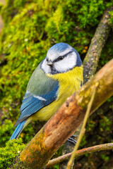 Blaumeise (blue tit) im Herbst, Winter auf einem Ast / Vogel