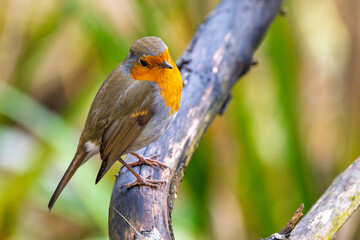 Rotkelchen, Robin im Herbst / Winter auf einem Ast / Vogel