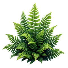 Fototapeta premium Starlight Ferns – Ferns with tiny silver dots on their leaves that sparkle like stars