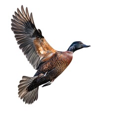 Obraz premium Mallard bird fly full body isolate on white background