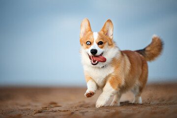 happy corgi dog running on a beach sand, close up shot