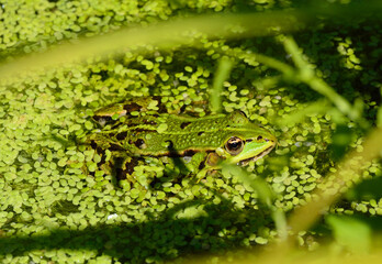 Grenouille verte caméléon dans une mare verte