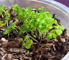 Holy basil seedlings herb nature
