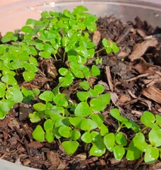 Holy basil seedlings herb nature
