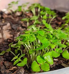 Holy basil seedlings herb nature
