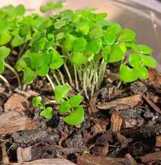 Holy basil seedlings herb nature
