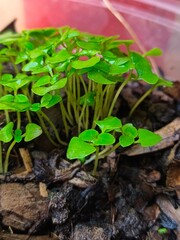 Holy basil seedlings herb nature
