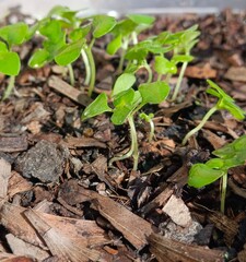 Holy basil seedlings herb nature
